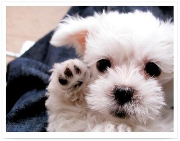 Cute puppy